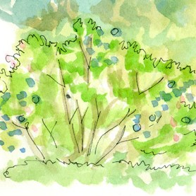 watercolor of some flora